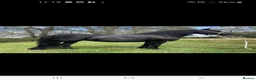 Fell horses for sale: Townend Lady Talisker 13.3 Registered Fell Pony  in Chesterfield - Advert 5