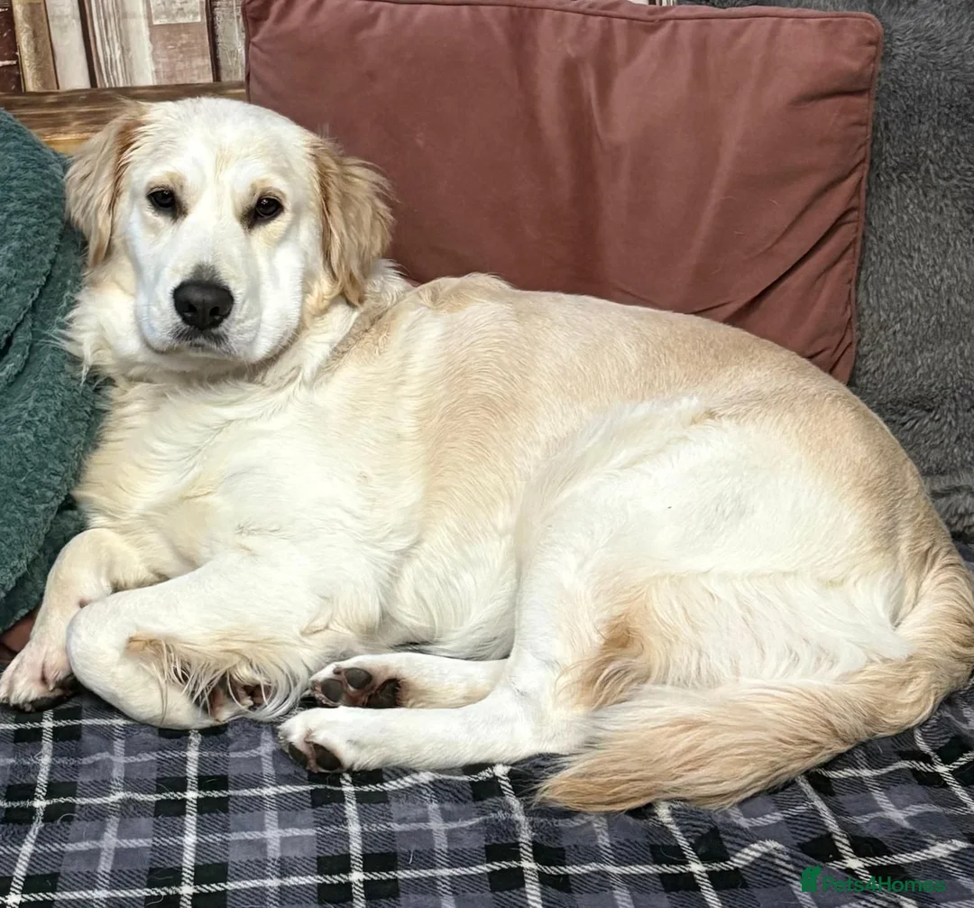 Golden Retriever dogs for sale: Golden retriever puppies  in Peterhead - Advert 1