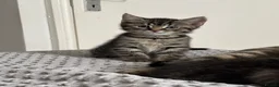 American Shorthair cats for sale: 🌟Kittens Ready for 4ever Home🌟 - Advert 4