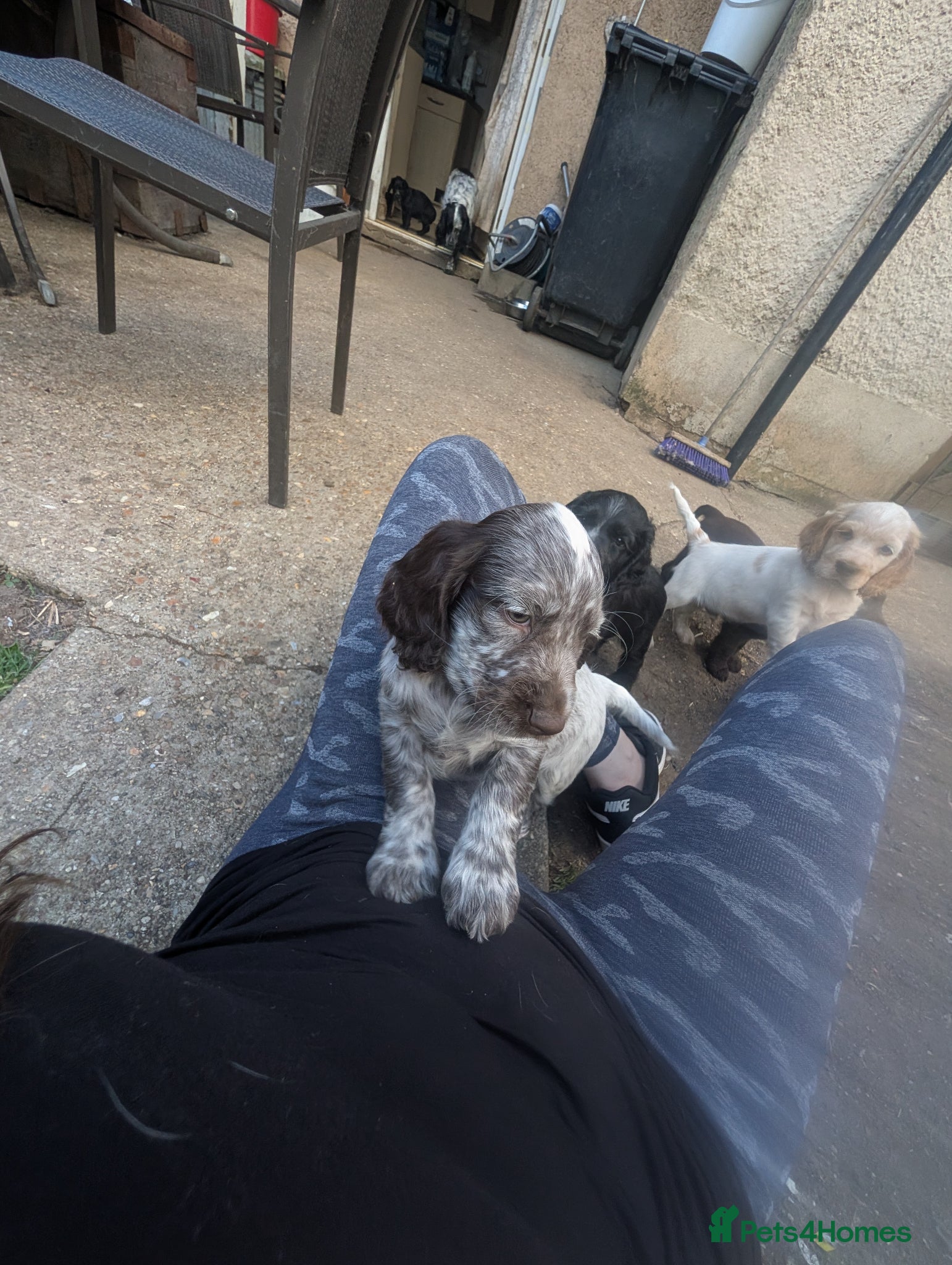 Cocker Spaniel dogs for sale: Beautiful cocker spaniel puppies  - Advert 5