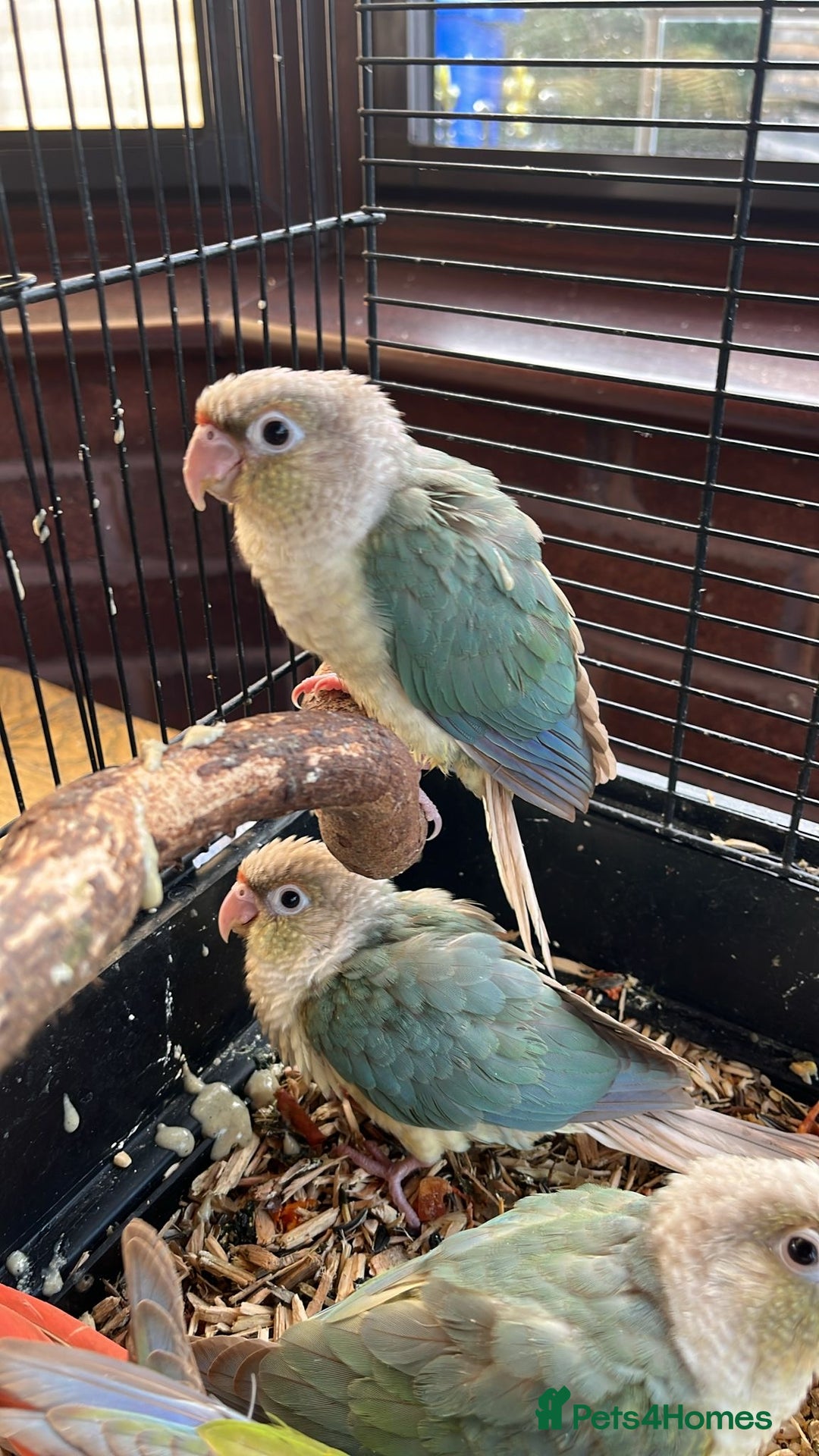 Conures birds for sale: Hand Tame Greencheek Conures - Image 5