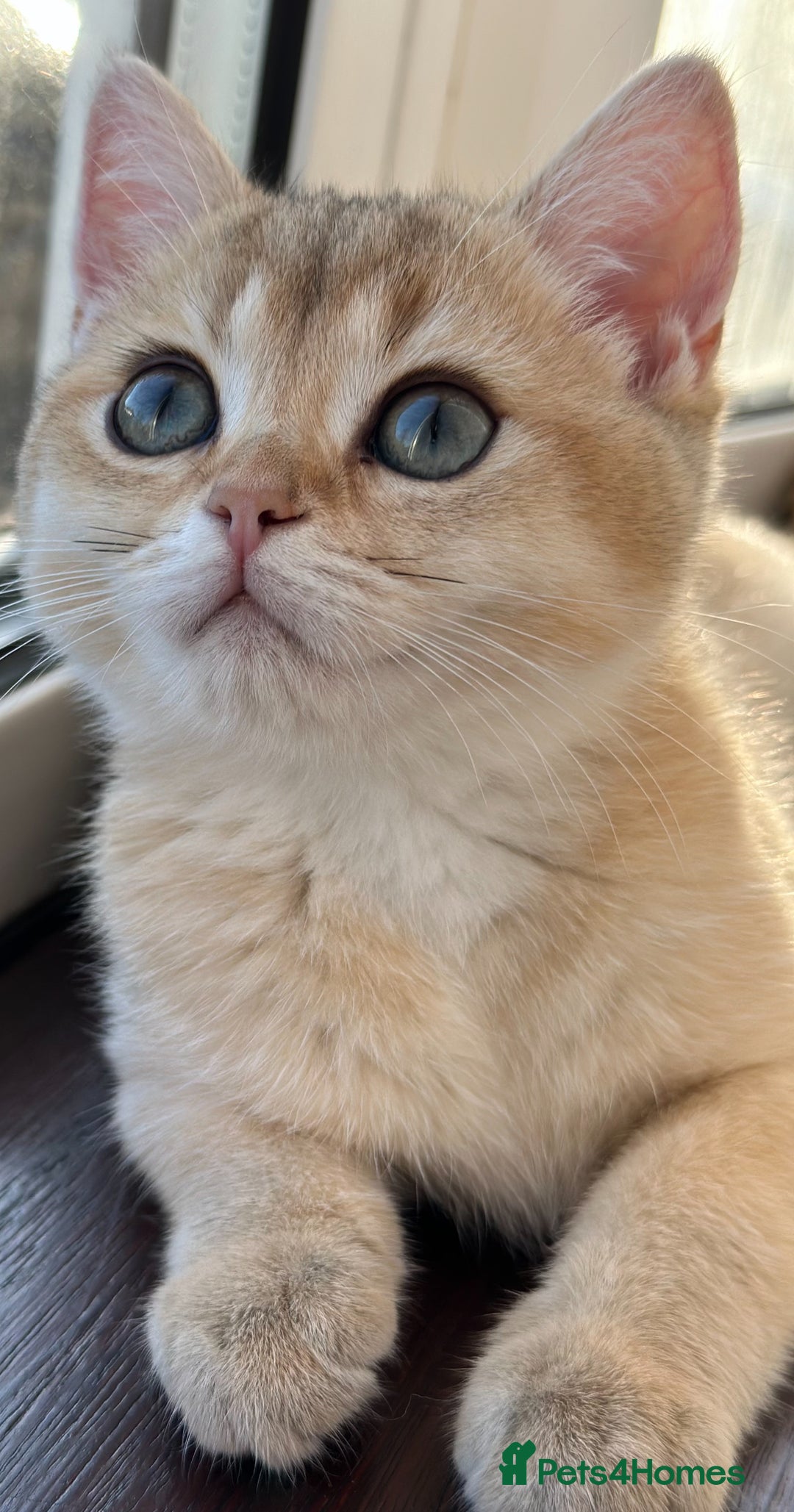 British Shorthair cats for sale: Last British Shorthair Golden kitten GCCF reg - Advert 3