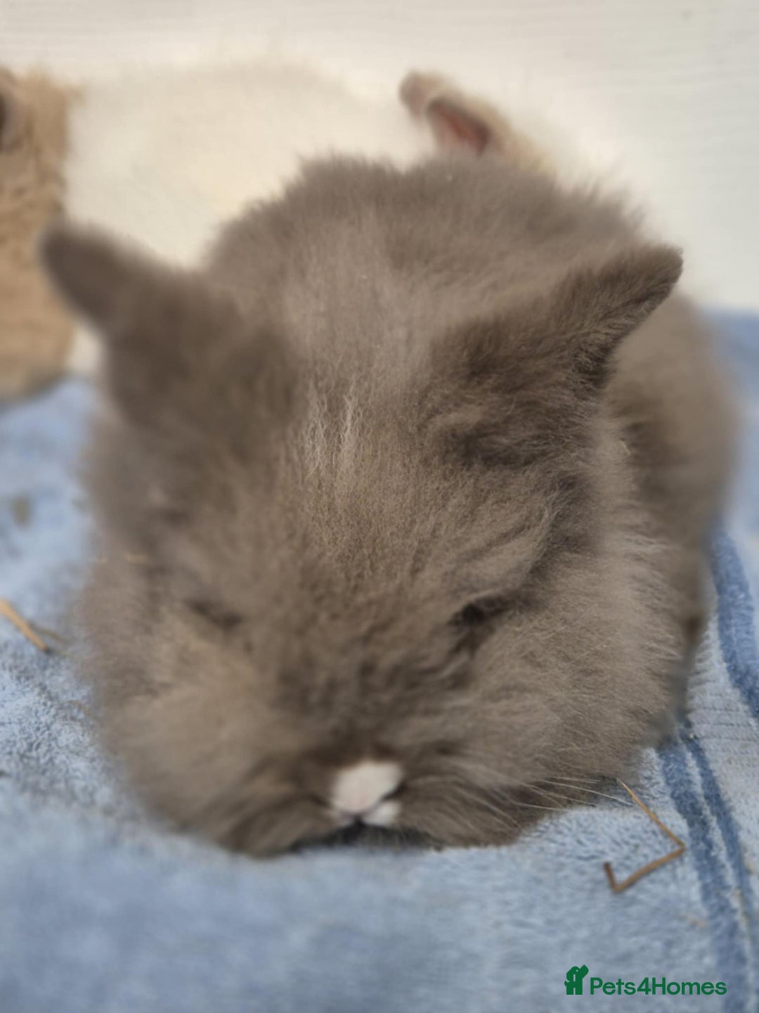 Mini Lion Lop rabbits for sale: Stunning Double Maned, Mini Lionlop Babies - Advert 6