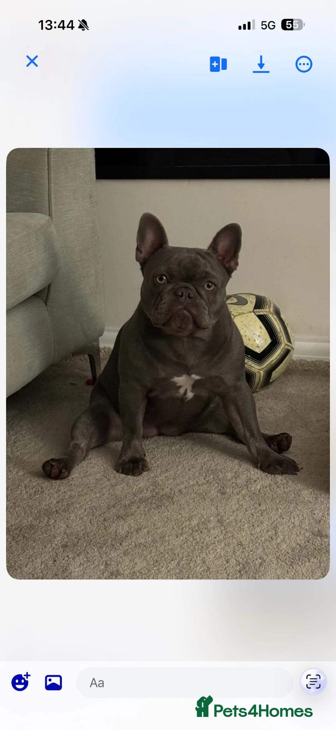 French Bulldog dogs for sale: French Bulldog 8 Week Old Puppies Coventry in Coventry - Advert 1