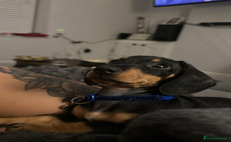 Miniature Dachshund dogs Mini dashound  - Advert 2