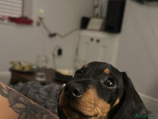 Miniature Dachshund dogs Mini dashound - Advert 1