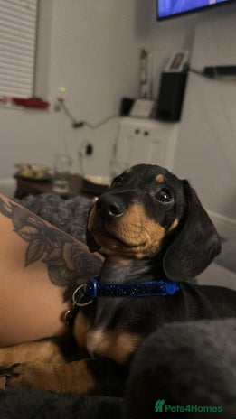 Miniature Dachshund dogs Mini dashound - Advert 1