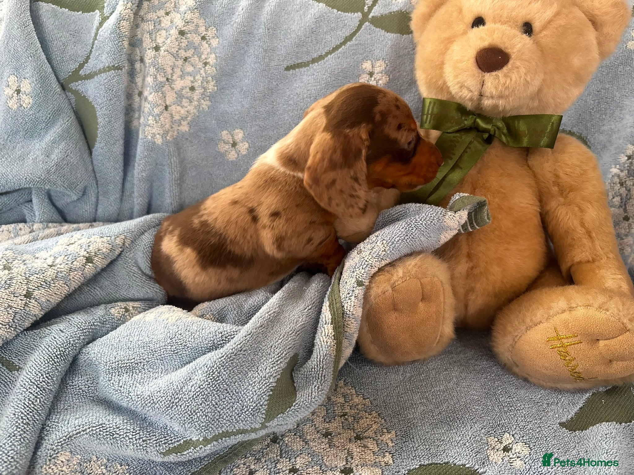 Miniature Dachshund dogs for sale: Miniature dachshund puppies - Advert 14