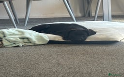 Presa Canario dogs for sale: Presa Canerio pup - Image 3