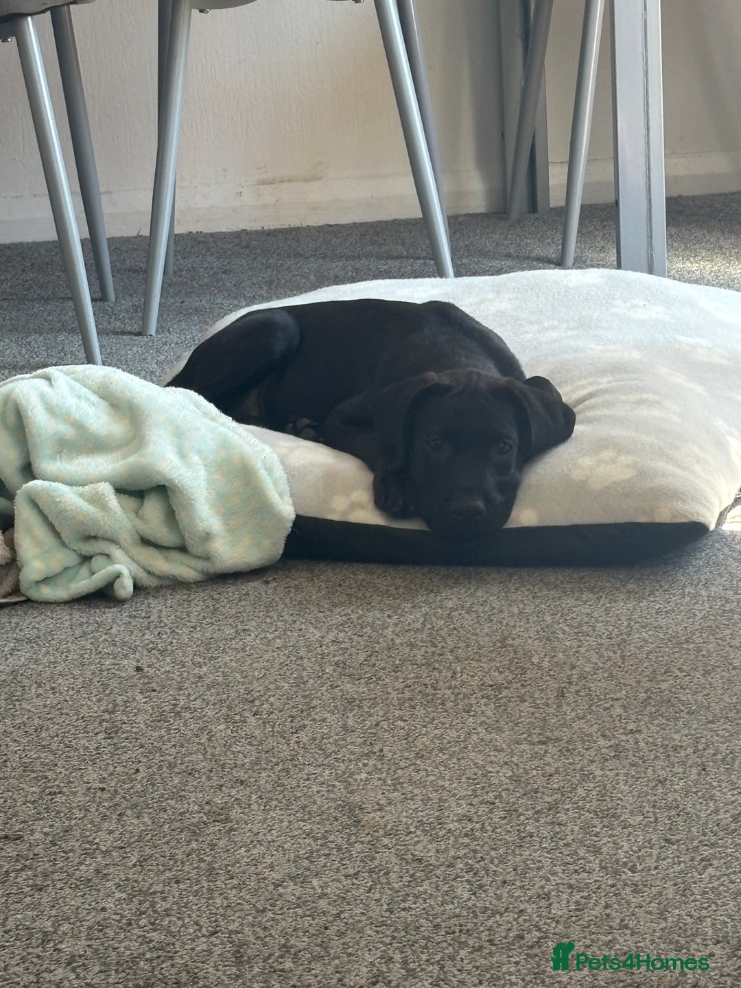 Presa Canario dogs for sale: Presa Canerio pup - Image 3