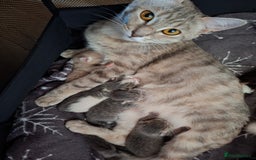 Mixed Breed cats for sale: Gorgeous boy ready for his new home - Image 7