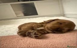 Australian Labradoodle dogs for sale: Australian Labradoodle  - Advert 2