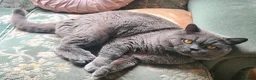 British Shorthair cats for sale: British shorthair kittens - Advert 24
