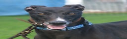 Greyhound dogs for adoption: Bing - Male Greyhound - Advert 2
