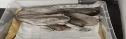 Scottish Fold cats for sale: 5 Beautiful Scottish Kittens Ready for Homes 🐾 - Advert 30