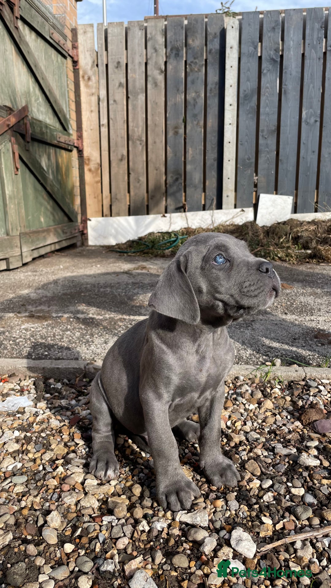 Cane Corso dogs for sale: Cane Corso puppies 9 week old 🫶❤️🫶 - Image 26