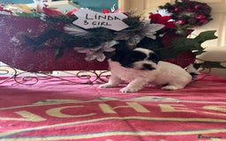 Bichon Frise dogs for sale: Bichon Frise X Bichon Havanez  - Image 8