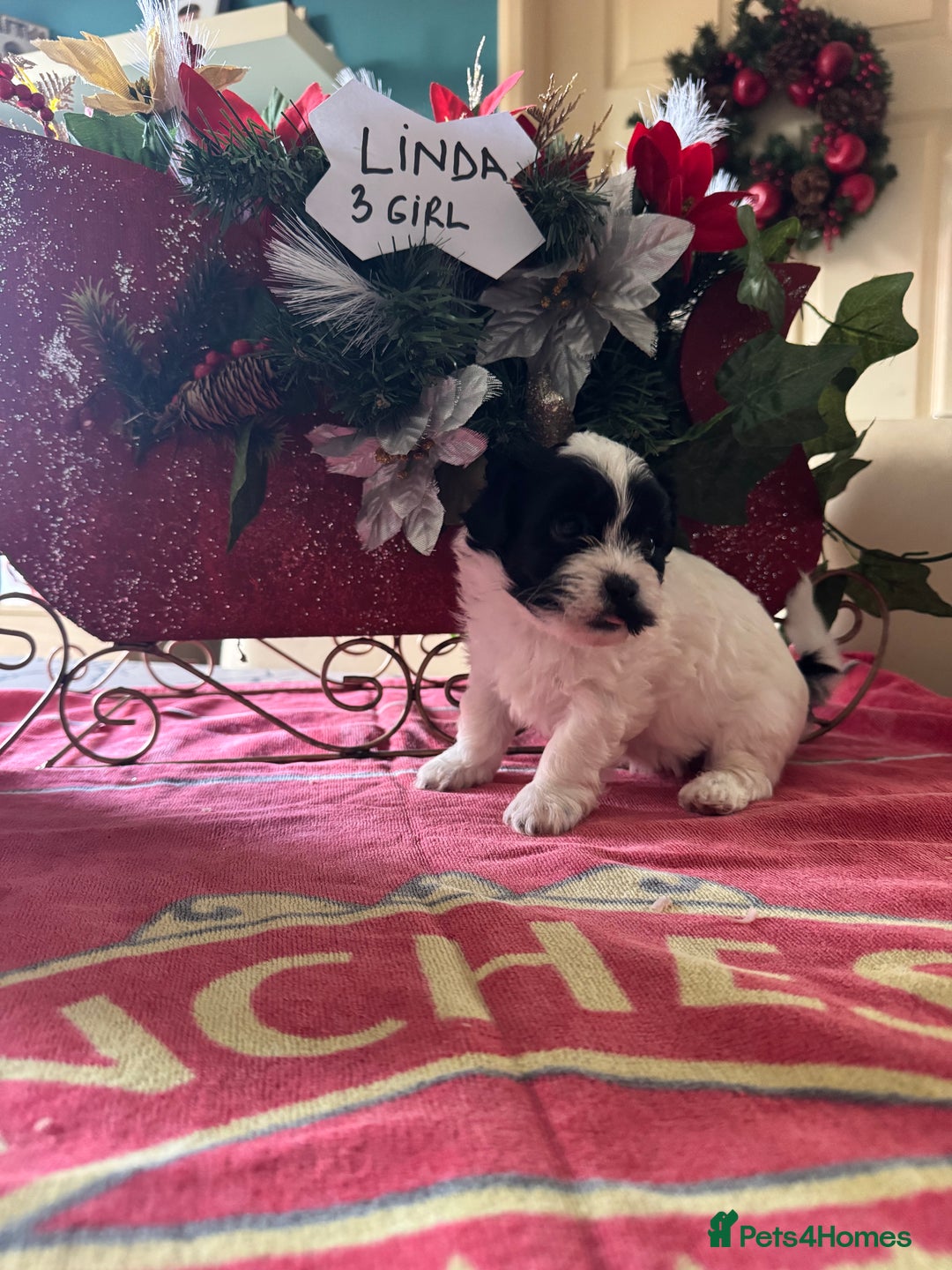 Bichon Frise dogs for sale: Bichon Frise X Bichon Havanez  - Image 8