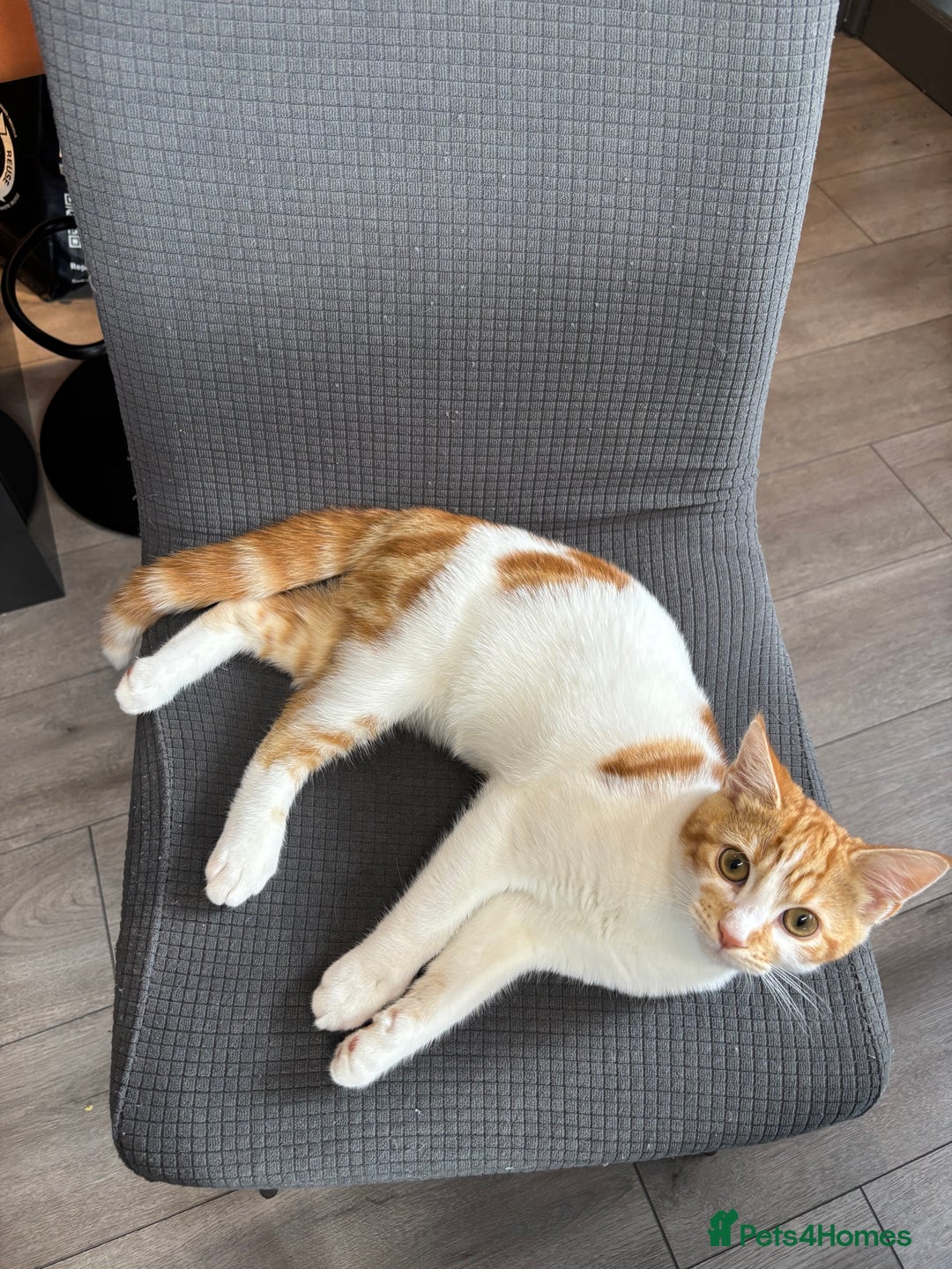 Mixed Breed cats for sale: Lovely Ginger Boy - Advert 5