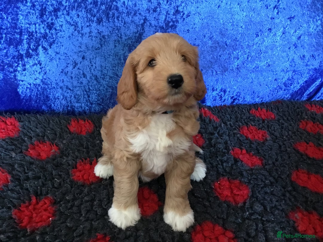 Australian Labradoodle dogs for sale: Stunning miniature Australian labradoodles - Image 18