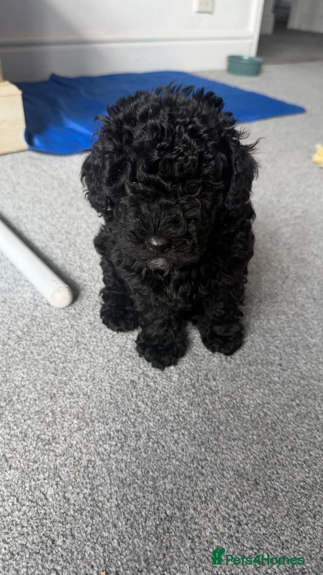 Schnoodle dogs for sale: Adorable Schnoodle puppy  - Advert 1
