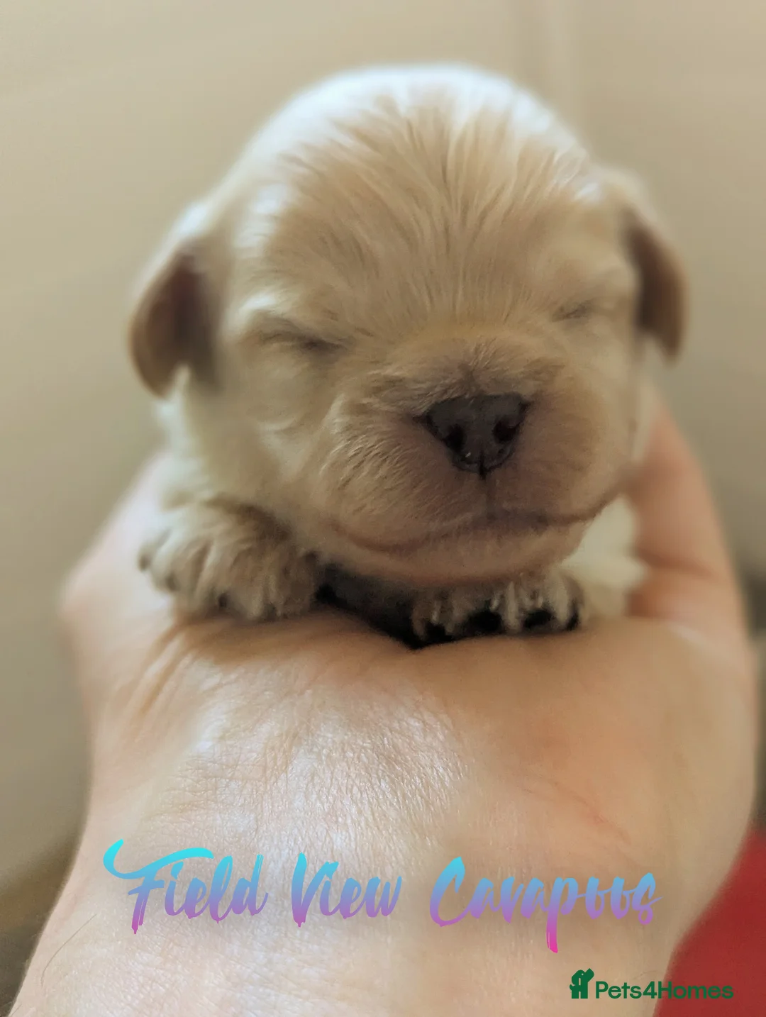 Cavapoo dogs for sale: F1 Cavapoo puppies, highly health tested parents  - Advert 2