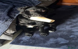 Mixed Breed dogs for sale: Lab x Bernese Mt Dog for a forever home - Image 3