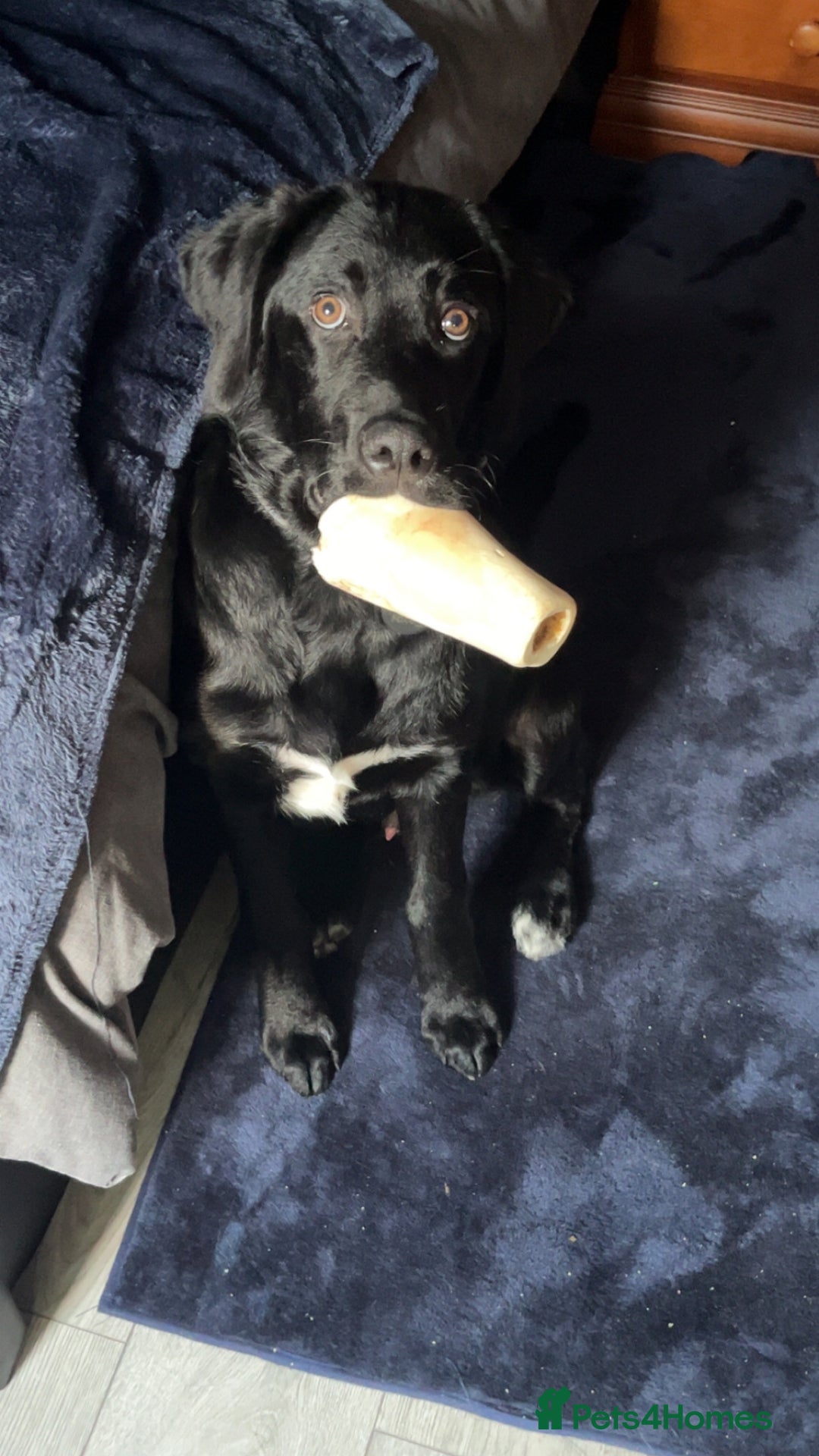 Mixed Breed dogs for sale: Lab x Bernese Mt Dog for a forever home - Image 3