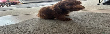 Shih Tzu 4