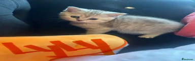 Scottish Fold Kitten 4