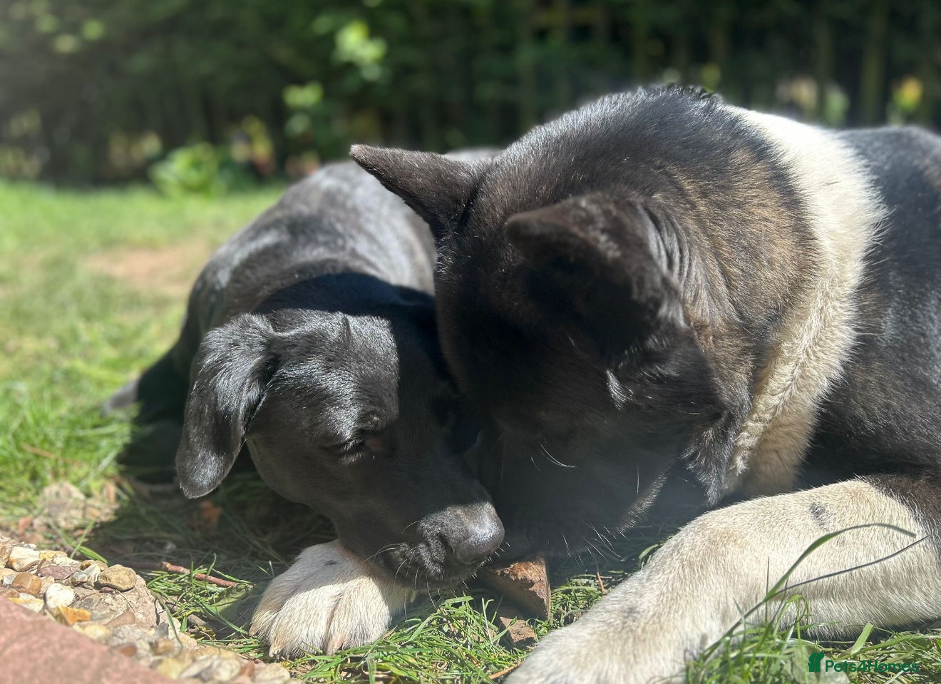 Mixed Breed dogs Labrakita - Advert 6