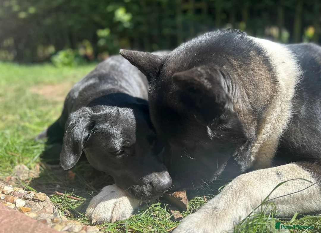 Mixed Breed dogs for sale: Labrakita - Advert 12