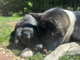 Mixed Breed dogs Labrakita - Advert 6