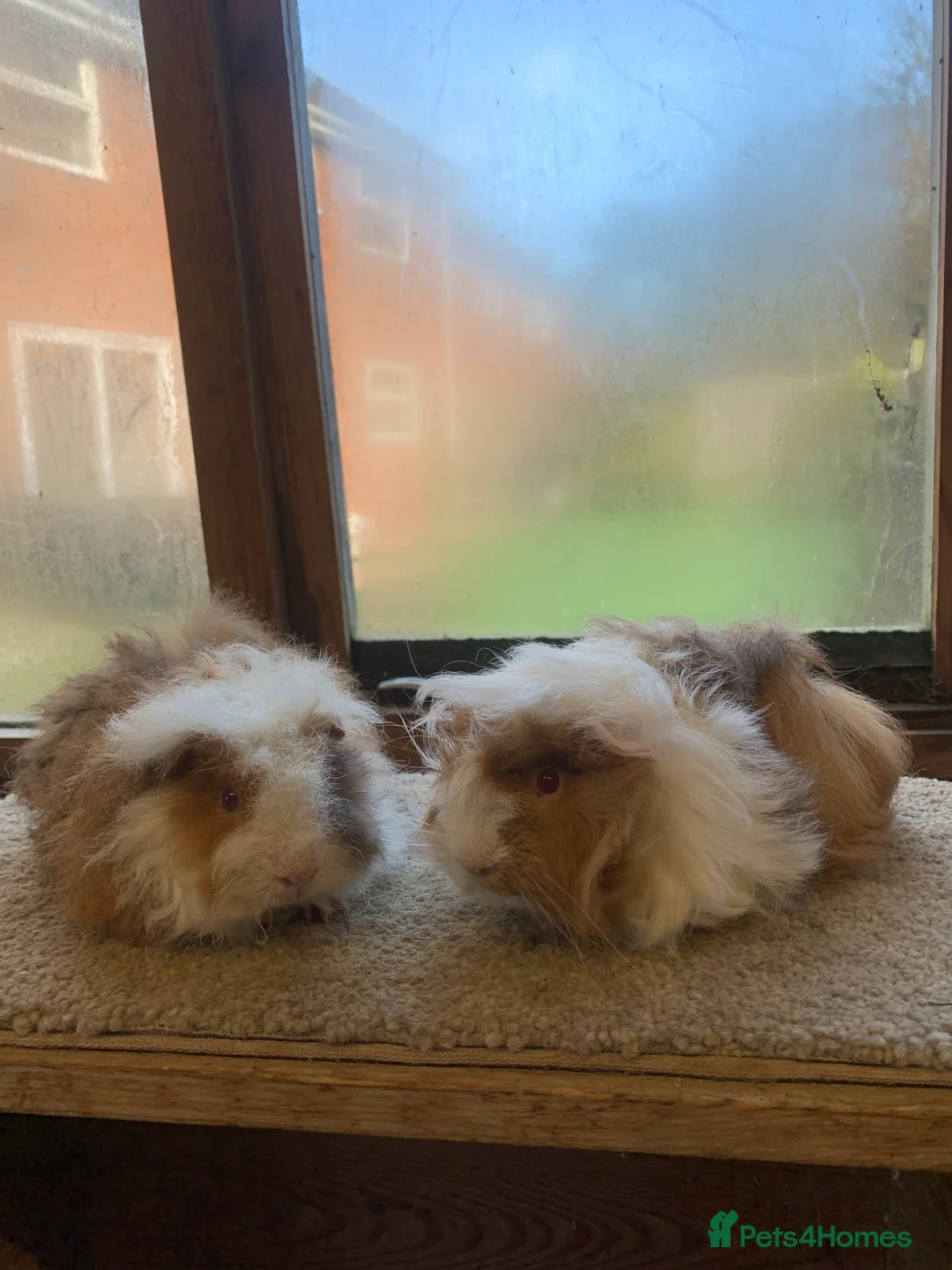 Guinea Pig rodents for sale: Baby Alpaca and Peruvian Guinea Pig Boars  - Advert 4