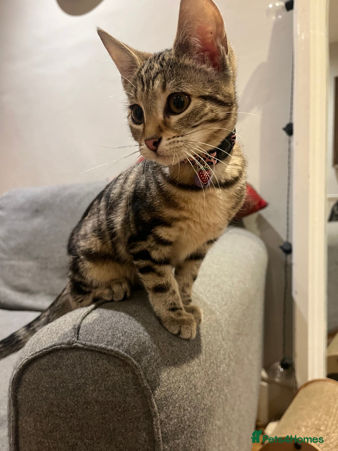 Mixed Breed cats for sale: Sibling Female Bengal x Ragdoll x 2 17 weeks old - Advert 5