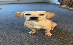 Mixed Breed dogs for sale: Charlie - Image 3