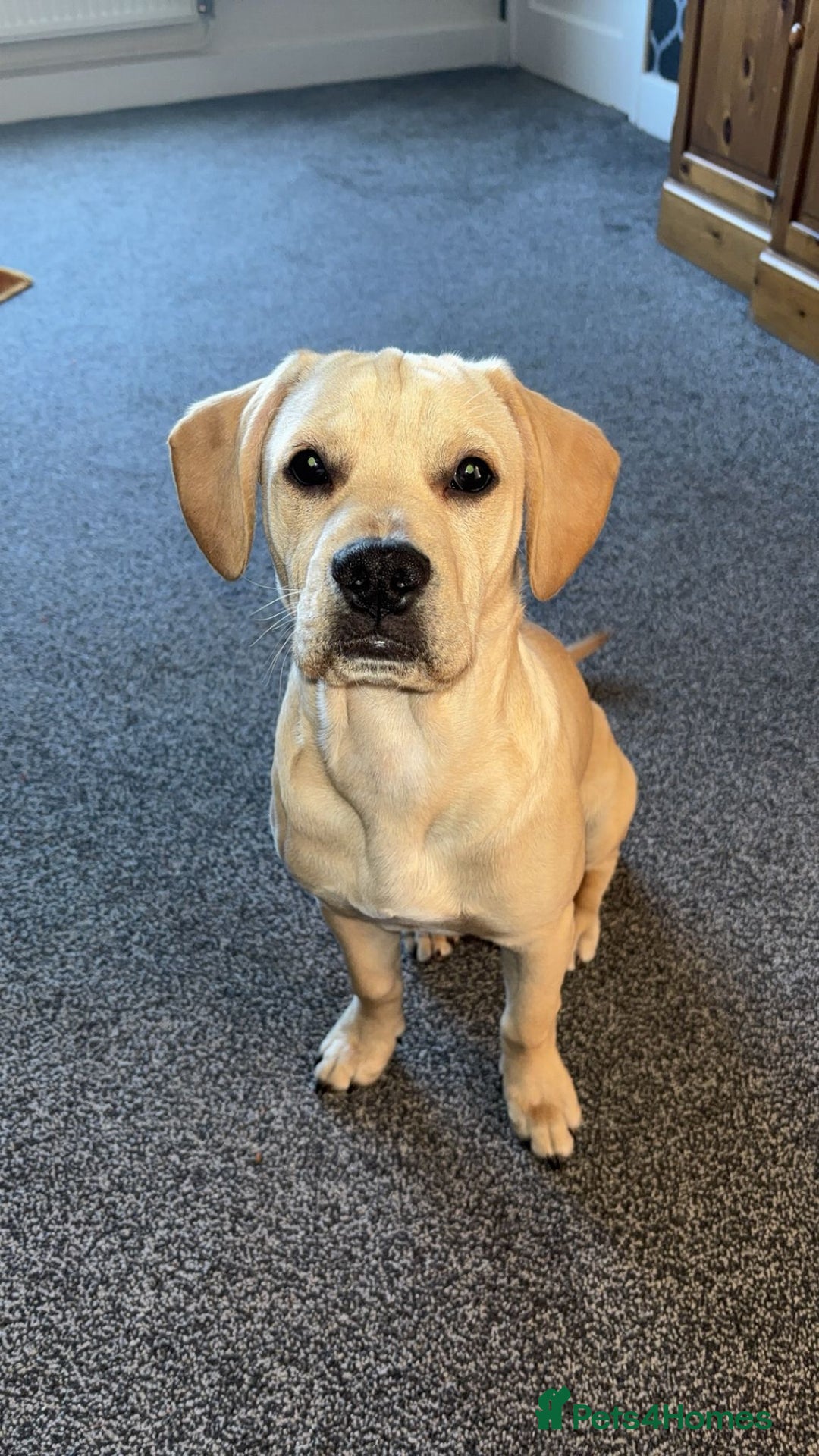 Mixed Breed dogs for sale: Charlie - Image 3