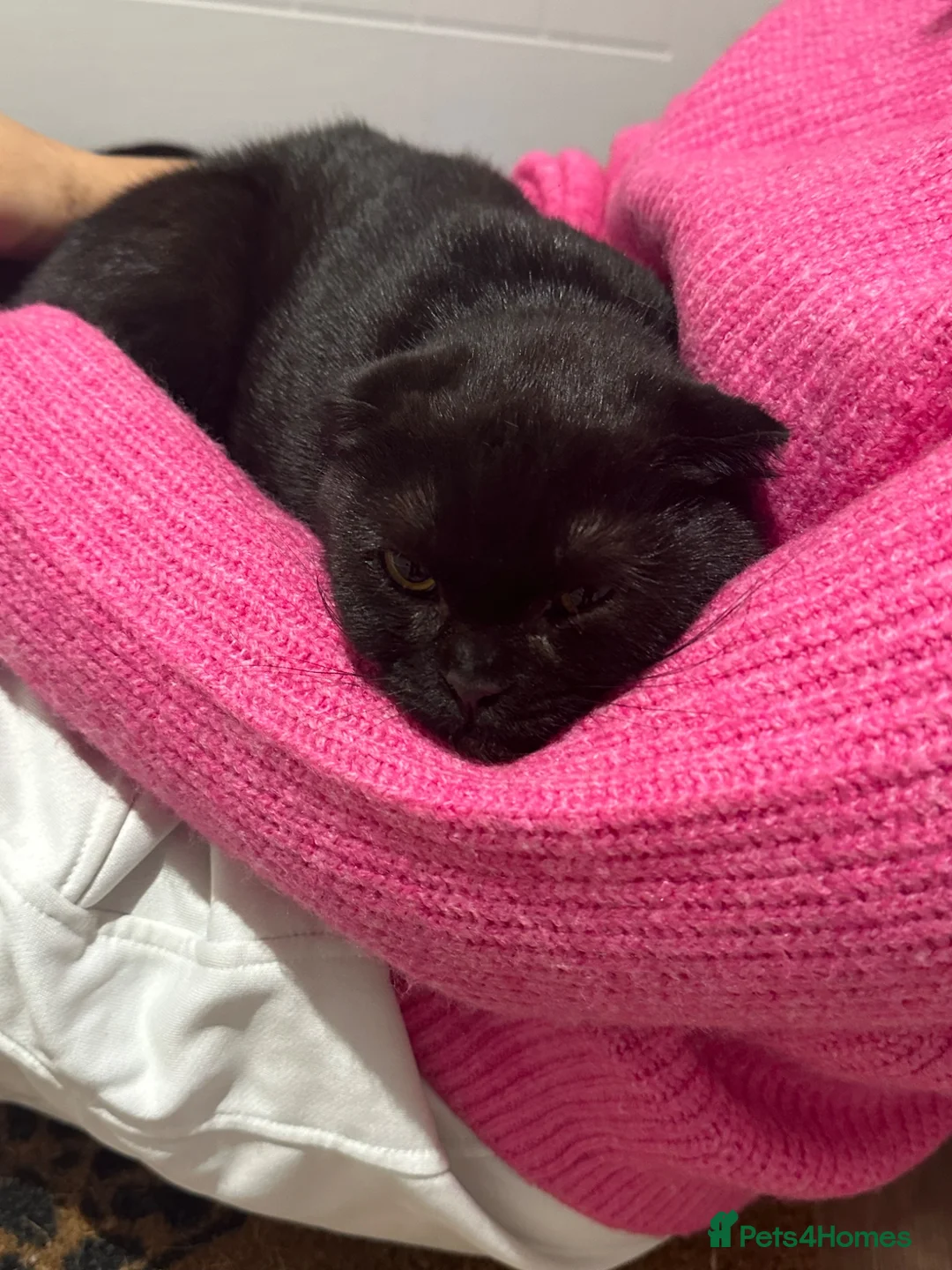 Scottish Fold cats for sale: Scottish munchkin fold female - Advert 2
