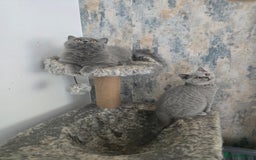 British Shorthair cats for sale: Gorgeous Healthy BSH Kittens GIRLS - Image 8