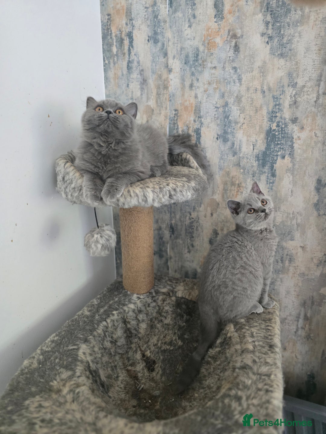 British Shorthair cats for sale: Gorgeous Healthy BSH Kittens GIRLS - Image 8