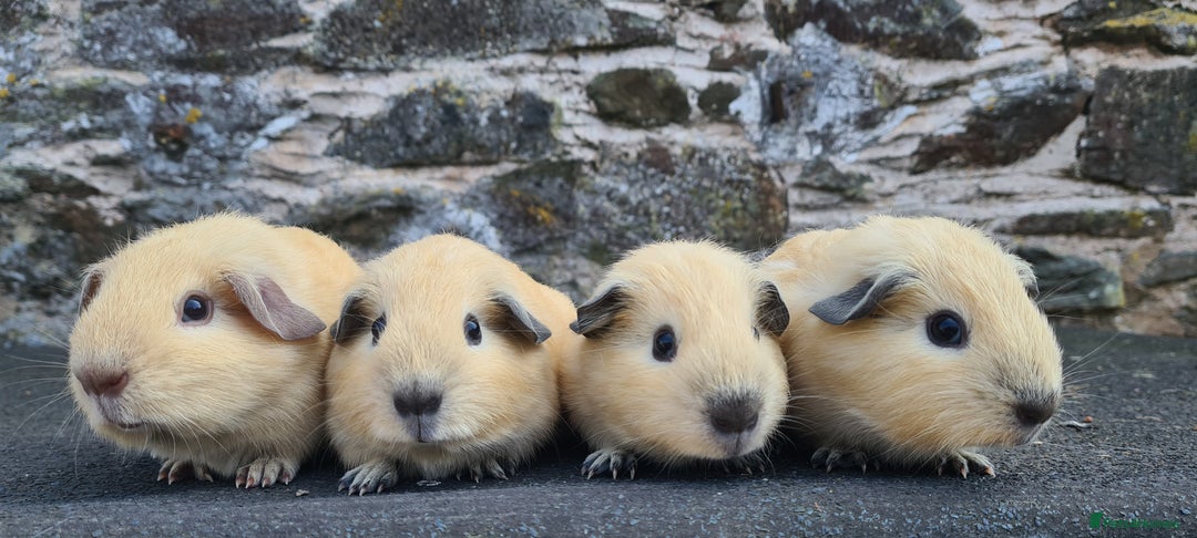 Guinea Pig rodents for sale: Californian Guinea pigs - Image 5