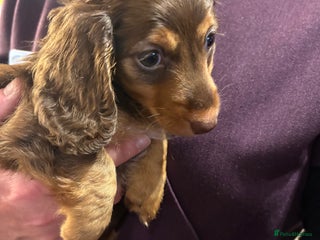 Miniature Dachshund dogs Long haired mini male dachshunds pups KC reg - Advert 18