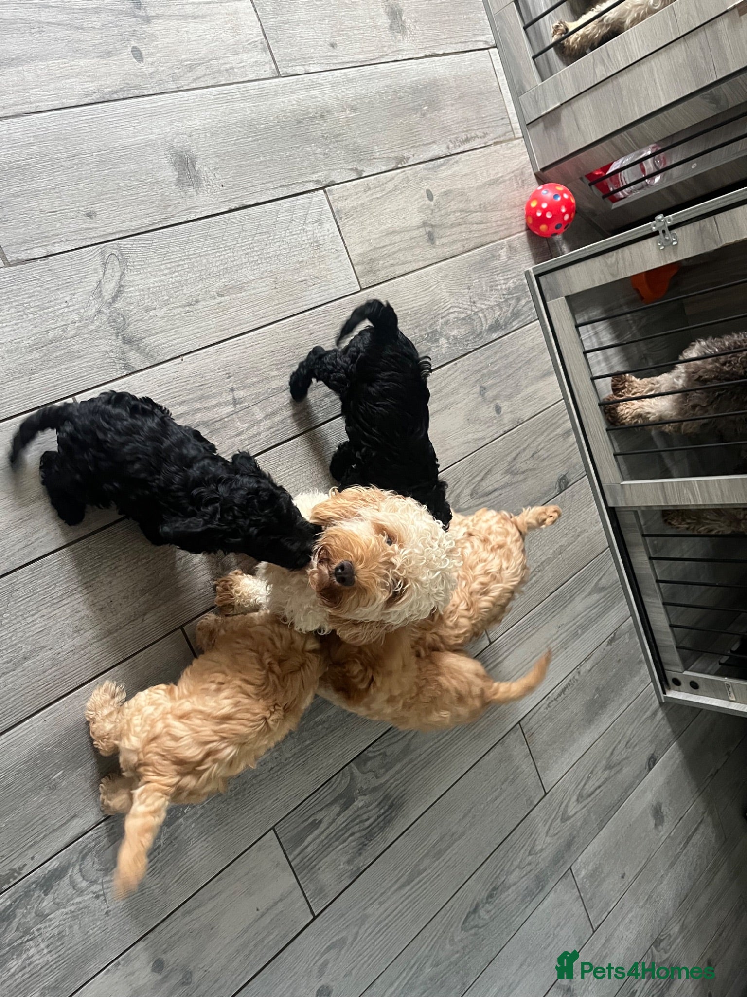 Cockapoo dogs Beautiful cockapoos ready now - Advert 2