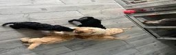 Cockapoo dogs for sale: Beautiful cockapoos ready now - Advert 2