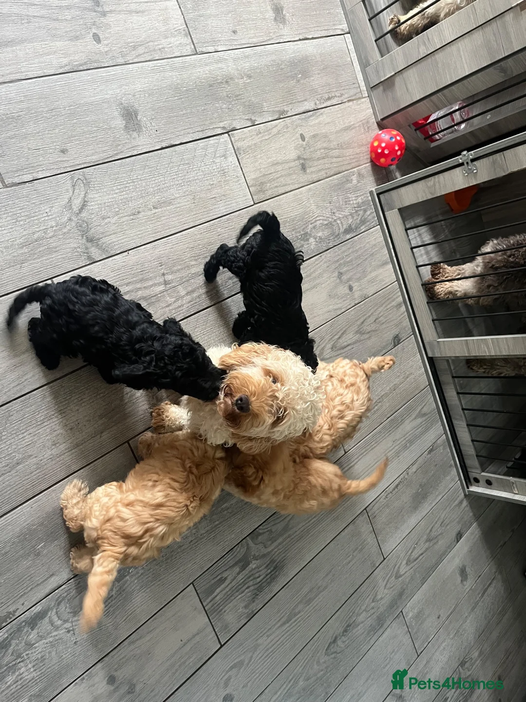 Cockapoo dogs for sale: Beautiful cockapoos ready now - Advert 2