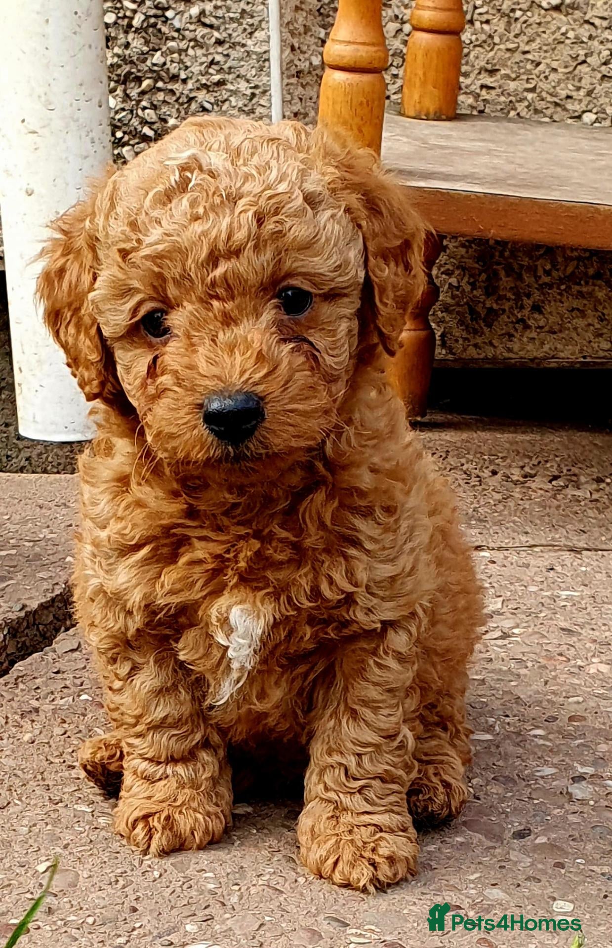 Maltipoo dogs for sale: F1 multipoo toy puppies  - Advert 2