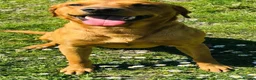 Labrador Retriever dogs for sale: KC Pedigree Labradors for sale  - Advert 10