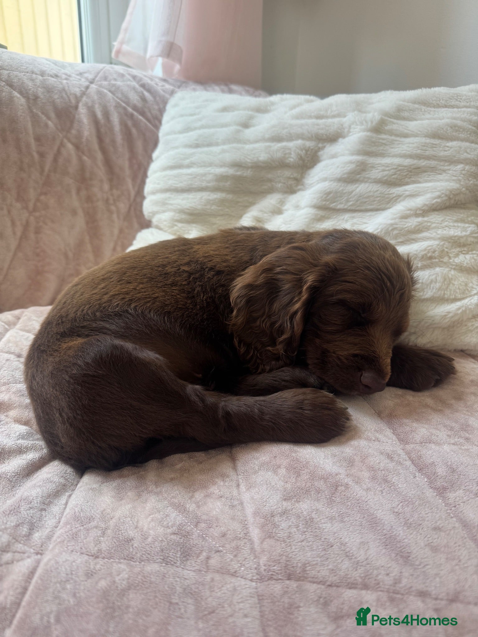 Cocker Spaniel dogs Beautiful litter of cocker spaniel puppies - Advert 2