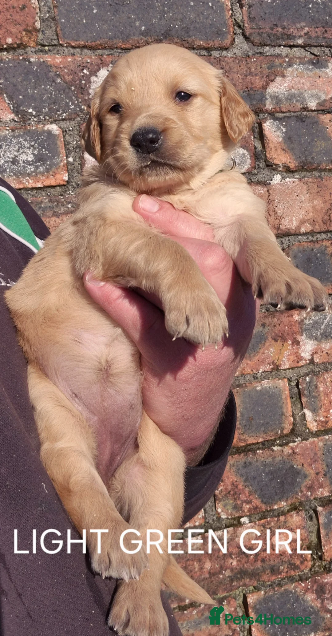 Golden Retriever dogs for sale: KC GOLDEN RETRIEVER PUPPIES HEALTH TESTED PARENTS  - Advert 17