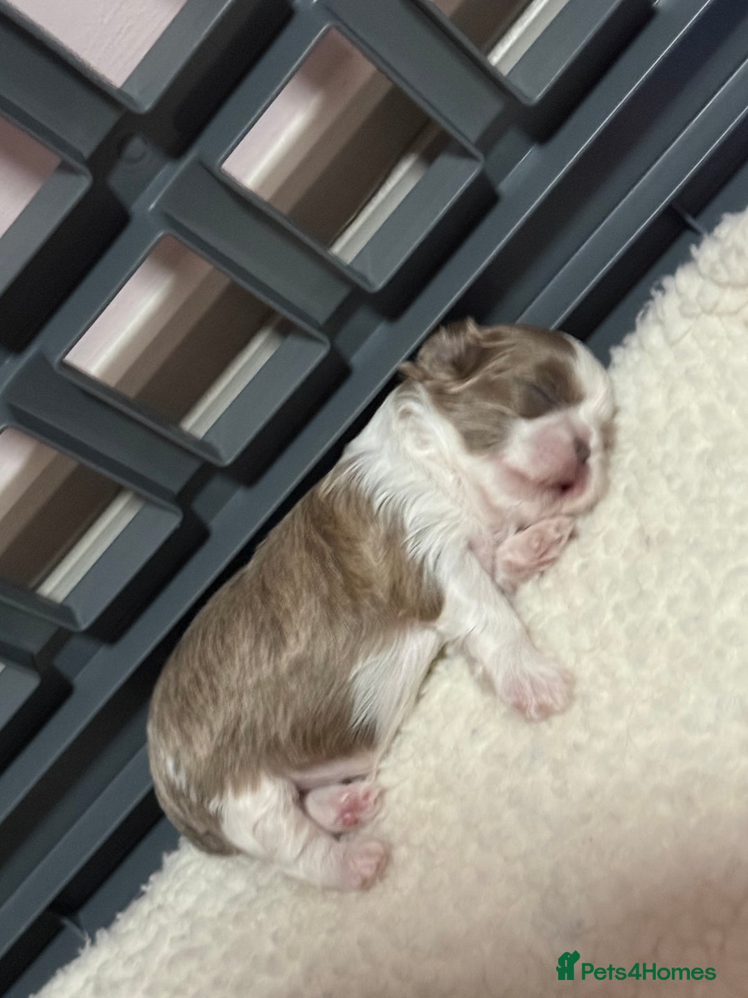 Shih Tzu dogs for sale: Exquisite Imperial Shih Tzu Puppies  - Image 22